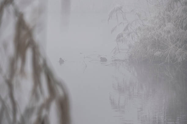 Winter morning  in a park