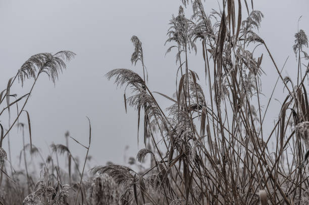 Winter morning  in a park