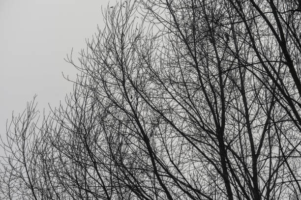 Dry tree branch with overcast sky.