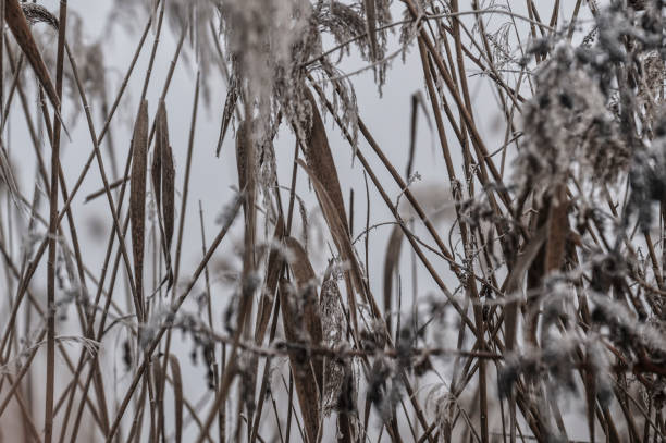 A snowy landscape with trees. Outdoor. Snow. Covered. Nature. Plant