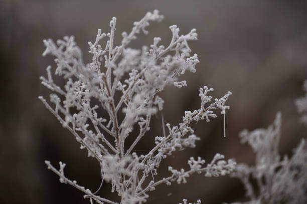 istock Winter morning  in a park 1086942560