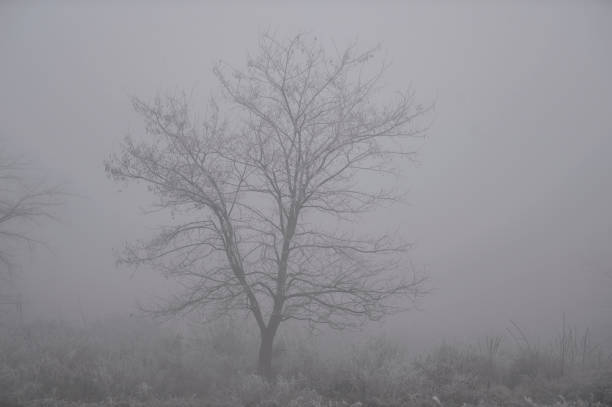 A thick fog envelops a serene forest scene filled with bare trees, creating an ethereal and mysterious outdoor setting that captivates the eye