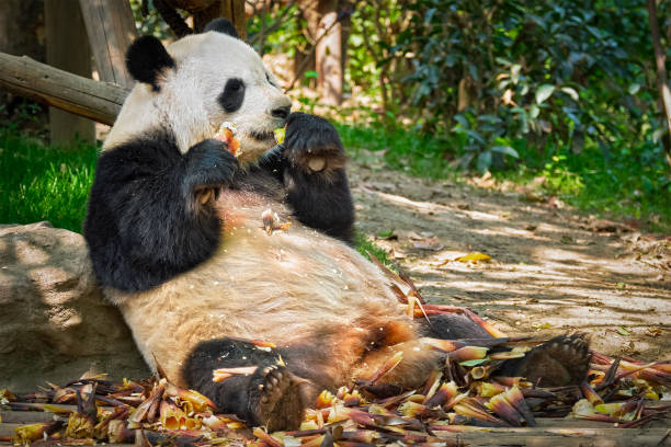 istock Giant panda bear in China 1086943214