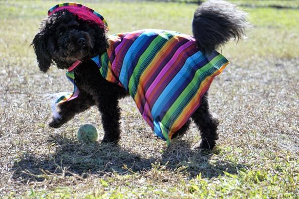 istock Dog in Mexican Costume 1086950966