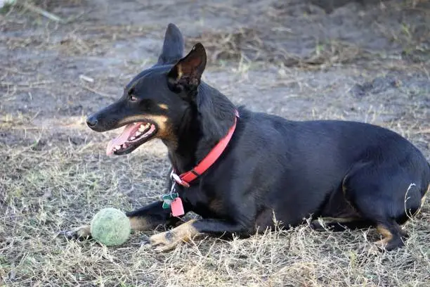 Photo of Manchester Terrier named Harley
