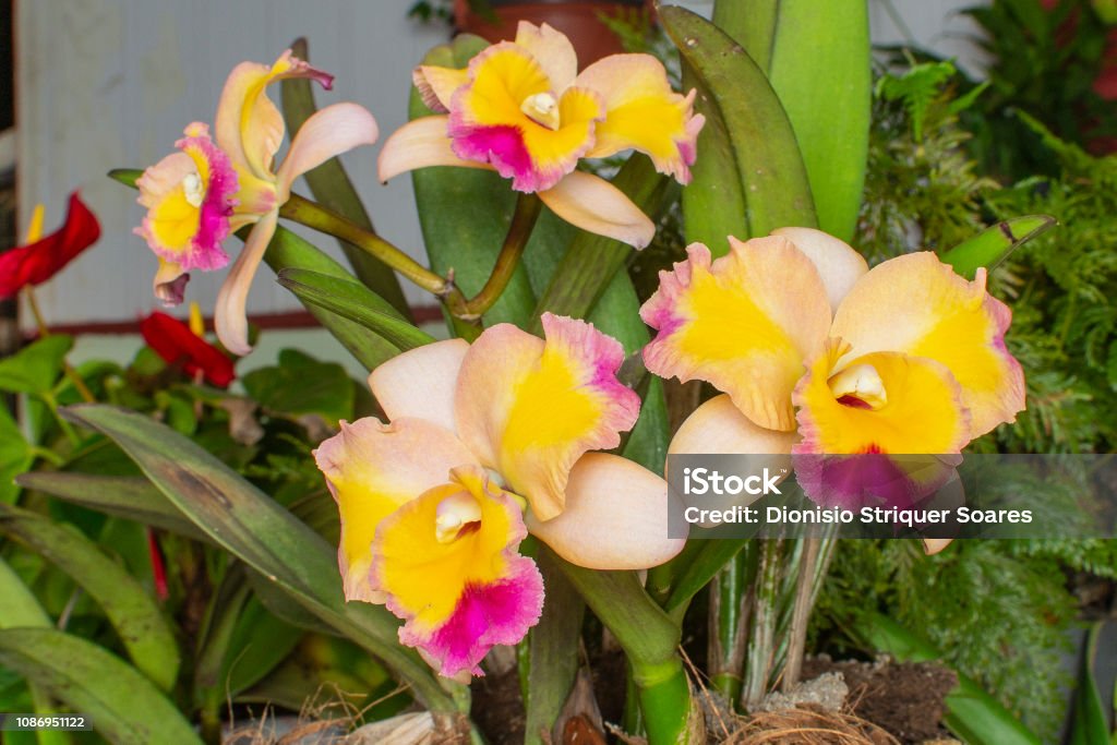 Foto de Híbrido De Orquídea Cattleya Bicolor e mais fotos de stock de  Amarelo - Amarelo, Beleza, Beleza natural - Natureza - iStock