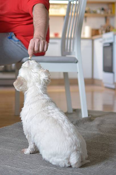 istock man feeding white dog out of the table 1086952638