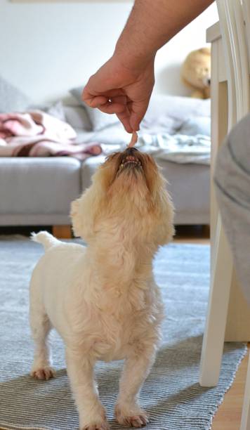 istock man feeding white dog out of the table 1086952656