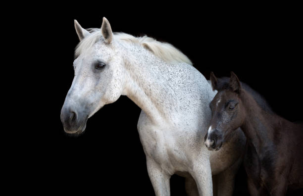 istock Purebred arabian horse with a foal isolated on black backgtound. 1086954754