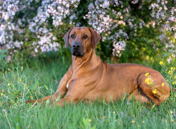 istock Portrait of a sitting rhodesian ridgeback dog. 1086954788