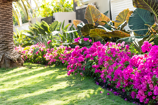 Vibrant pink bougainvillea flowers in Florida Keys or Miami, green plants landscaping landscaped lining sidewalk street road house entrance gate door during summer