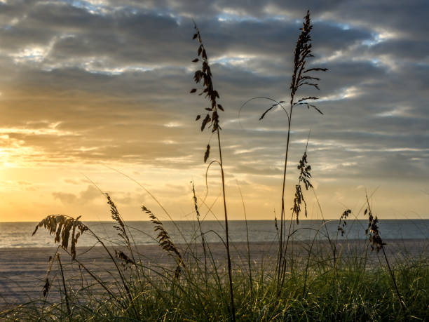 istock Sea Oats at Dawn Atlantic Ocean's Edge 1086955660