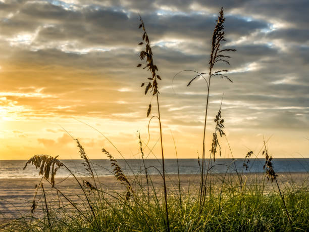 istock Sea Oats at Dawn Atlantic Ocean's Edge 1086955686