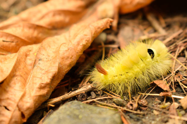 istock Yellow fluffy caterpillar (Calliteara pudibunda), close-up. 1086957022