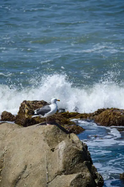 Seagull sits near the Pacific Ocean at Point Cabrillo in San Diego as water splashes up on the rock