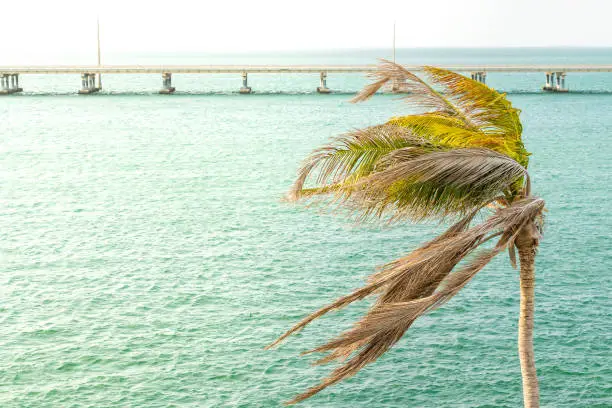 One green palm tree closeup swaying leaves in the wind at sunset evening in Bahia Honda State Park, Florida Keys, with overseas highway bridge, ocean and gulf of mexico