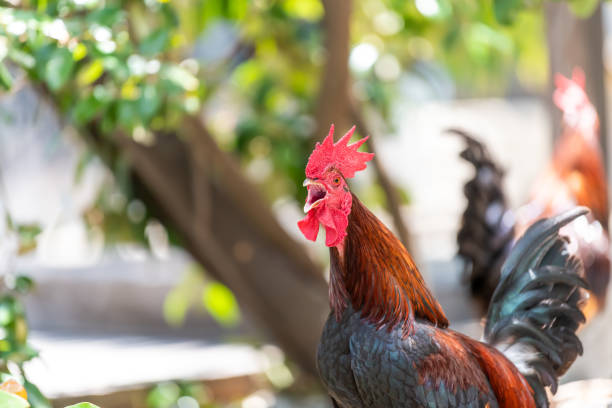 nahaufnahme von einem hahn draußen am bürgersteig straße in key west, usa wild, frei, palette, roaming-hahn, huhn vögel, tier, schottersteine, felsen, florida insel großstadt, geöffnet, offenen schnabel, gesang - city chicken stock-fotos und bilder