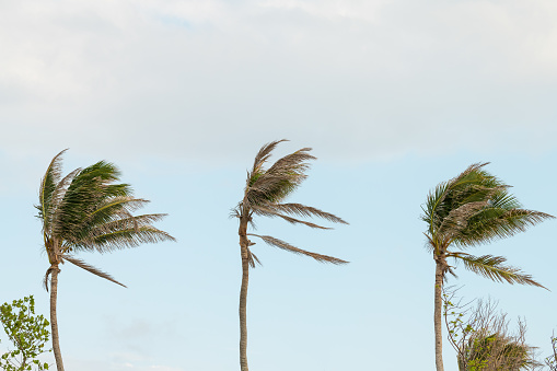 Three palm trees, palms swaying, moving, shaking in wind, windy weather in Bahia honda key in Florida keys isolated against blue sky at sunset, dusk