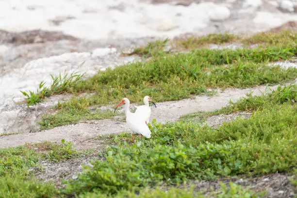 Two white ibis birds walking, standing on green grass ground in Bahia Honda key island in Florida keys, looking for food in sunny summer