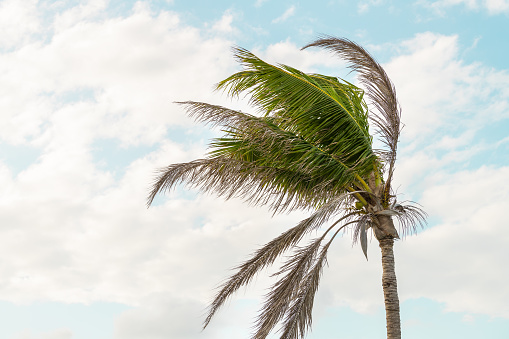 One palm tree swaying, moving, shaking in wind, windy weather in Bahia honda key in Florida keys isolated against blue sky at sunset, dusk