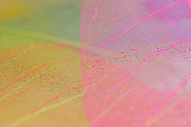 Skeleton leafs background. On a wooden background.
