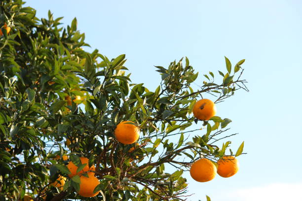 istock Citrus tree and winter blue sky 1086963634