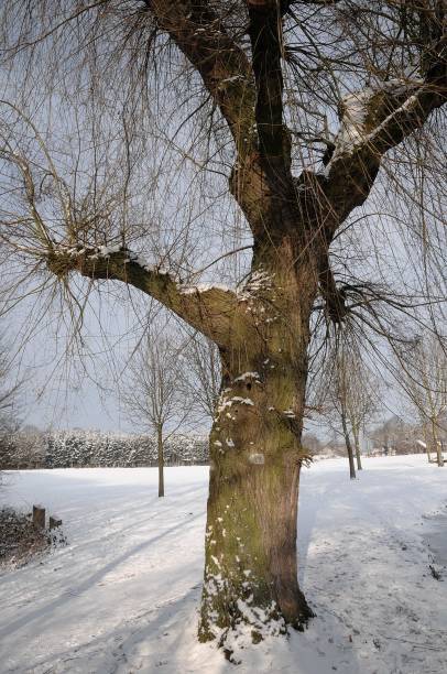 istock winter time in the german muensterland 1086964078