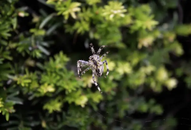 Spider in cobweb in forest, animals and insects