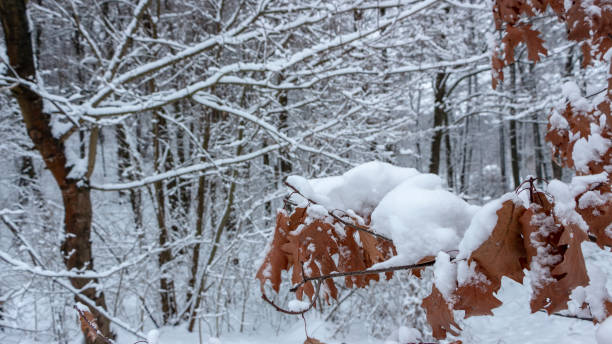 gelbe eichenlaub trockenes im schnee, winter-konzept. schneefall - winter woods frost fragility stock-fotos und bilder