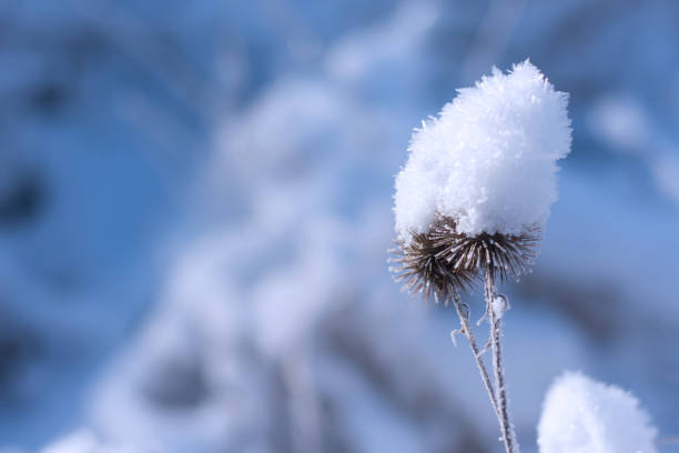 istock First frost on frozen leaves 1086977346