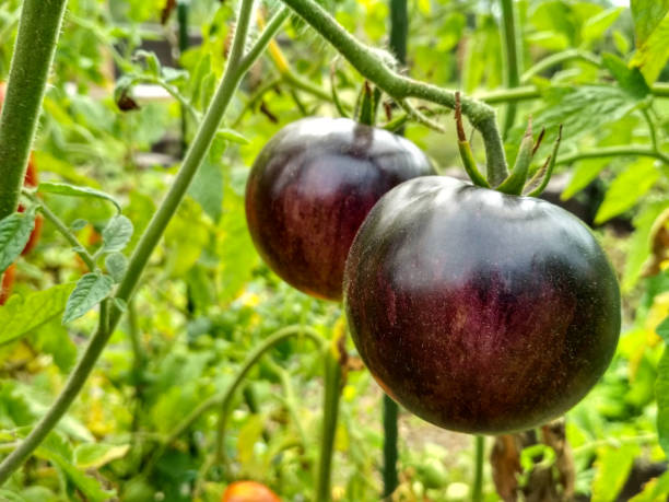 istock Ripe natural tomatoes growing in a greenhouse. Copy space 1086977472