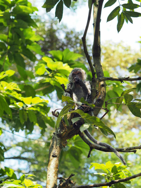 istock Monkey at the top of a tree, Bali, Indonesia 1086979000
