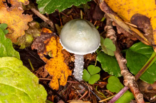 Stropharia bluish-green (Stropharia aeruginosa). Hallucinogenic, poisonous mushroom, contains meconic acid. Inedible fungus, toadstool.