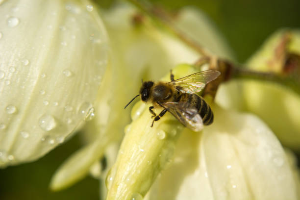 Bee on flowers with water drops - closeup