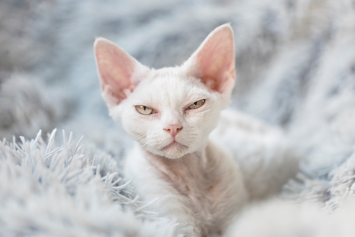 A white angry kitten with attitude looking at the viewer with half opened eyes. The young cat is a purebred Devon Rex kitten, and she lays on a white fluffy blanket.