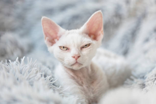 A grumpy white Devon Rex kitten A white angry kitten with attitude looking at the viewer with half opened eyes. The young cat is a purebred Devon Rex kitten, and she lays on a white fluffy blanket. sulking stock pictures, royalty-free photos & images