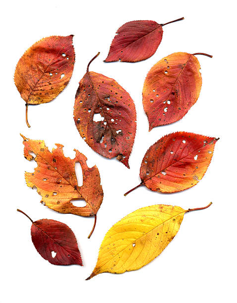 istock Autumn leaves of Cherry blossom 108698302