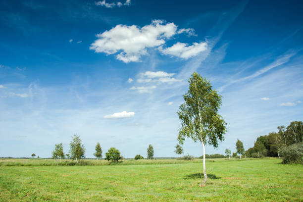 istock Young birch in the meadow and blue sky 1086988680