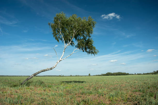 istock Inclined birch tree in the meadow 1086988696