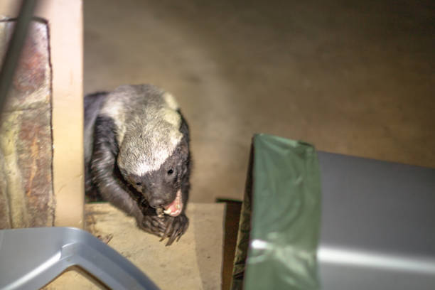 istock Honey badger looking for food 1086990510