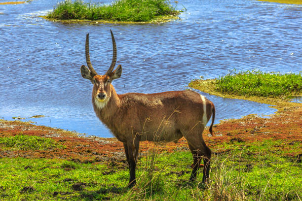 Land, Meadow, Africa, Botswana, Above