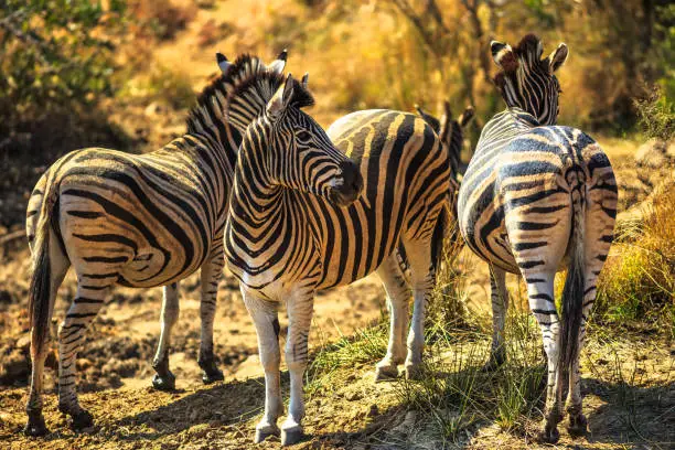 Photo of Three african zebras