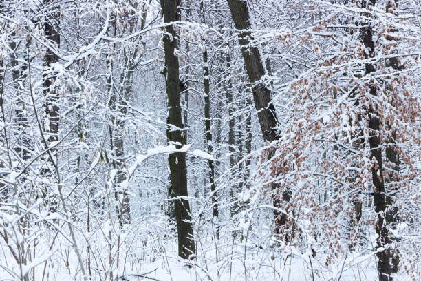 istock Concept winter beauty. Hardwood. With bare trees covered with snow. 1086993466