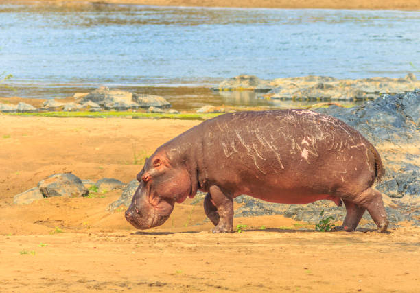 istock Hippo South Africa 1086993650