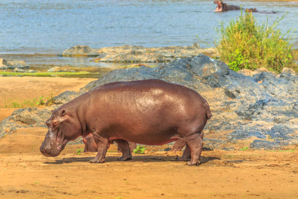 istock South African hippopotamus 1086993678