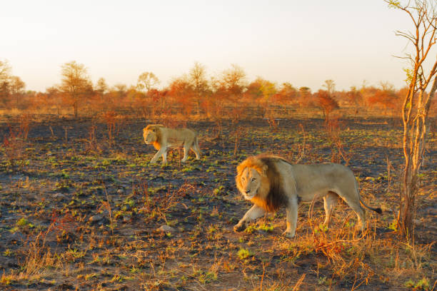 istock Two adult Lions walking 1086993698