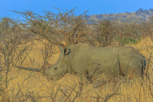 istock White Rhino in Umfolozi 1086993786