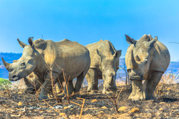 rhino in protected area in national park, Uganda