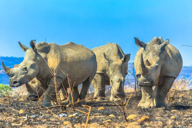 Four adult white rhinos standing in the savannah of Hluhluwe-Imfolozi Park, South Africa. The hunting reserve of Umfolozi has the highest concentration of rhinos in the world. Blue sky.