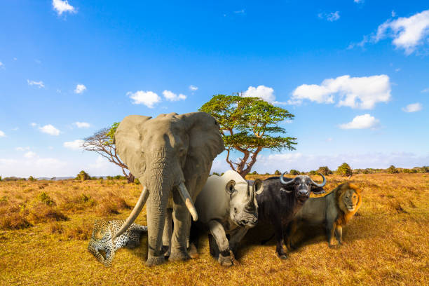 African Big Five African Big Five: Leopard, Elephant, Black Rhino, Buffalo and Lion in savannah landscape. Africa safari scene with wild animals. Copy space with blue sky. Wildlife background. serengeti elephant conservation stock pictures, royalty-free photos & images